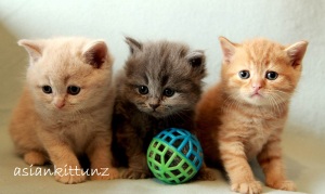 cute-kittens-33052-1920x1200